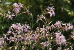 Dianthus superbusPrachtanjer bestellen